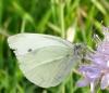 Pieris rapae